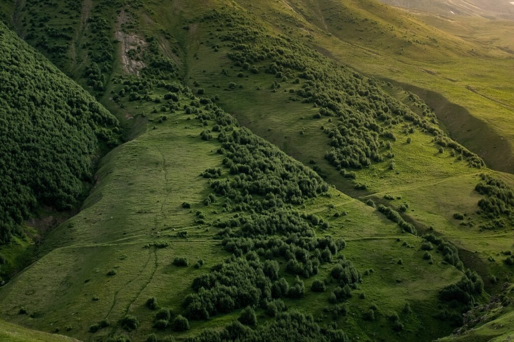 Picture of a hillside, somewhat covered in trees.