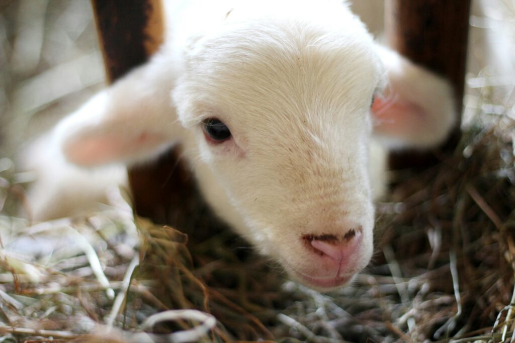 Lamb